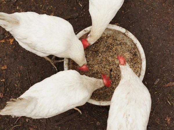 Nutrició del pollastre