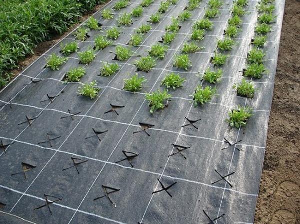 matériel de lutte contre les mauvaises herbes