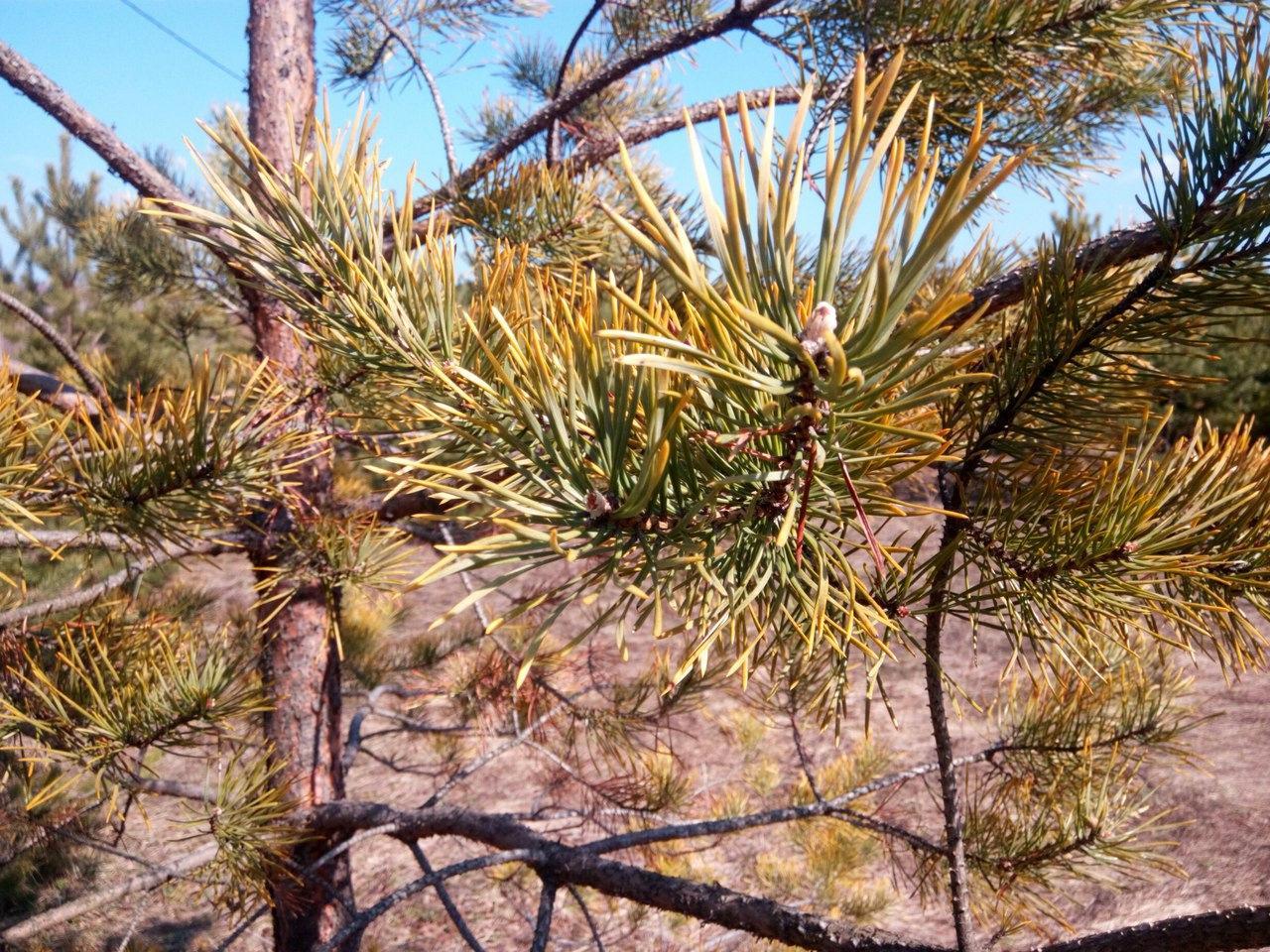 pine needles turn yellow photo