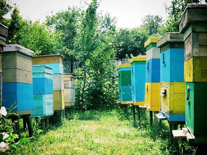 élevage de deux reines d'abeilles