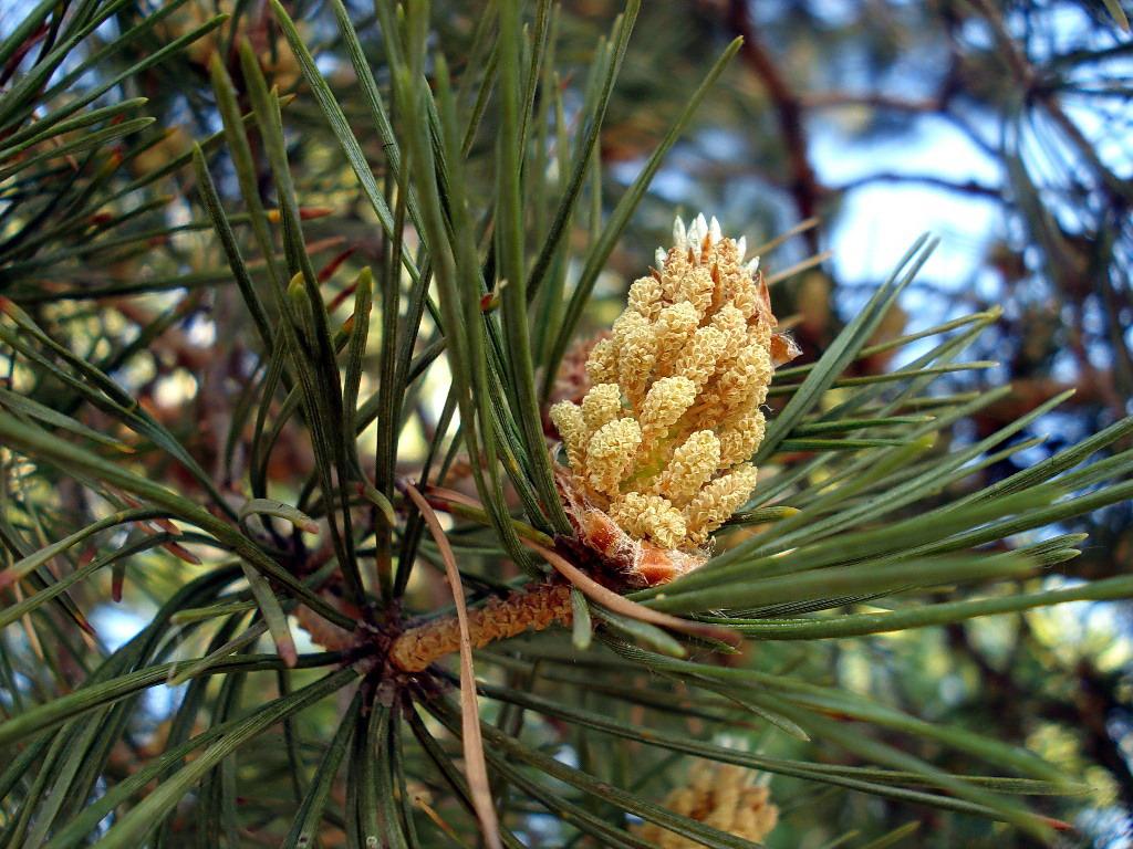 Flores de pino silvestre