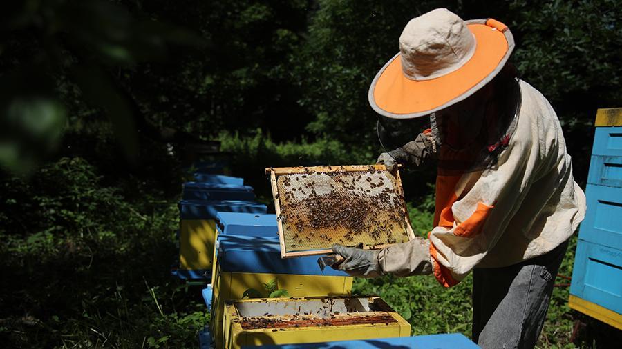 Bienenzucht in Baschkirien