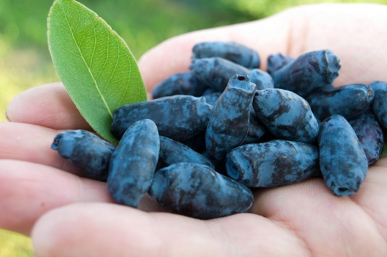 Nützliche Eigenschaften von Geißblattbeeren Foto