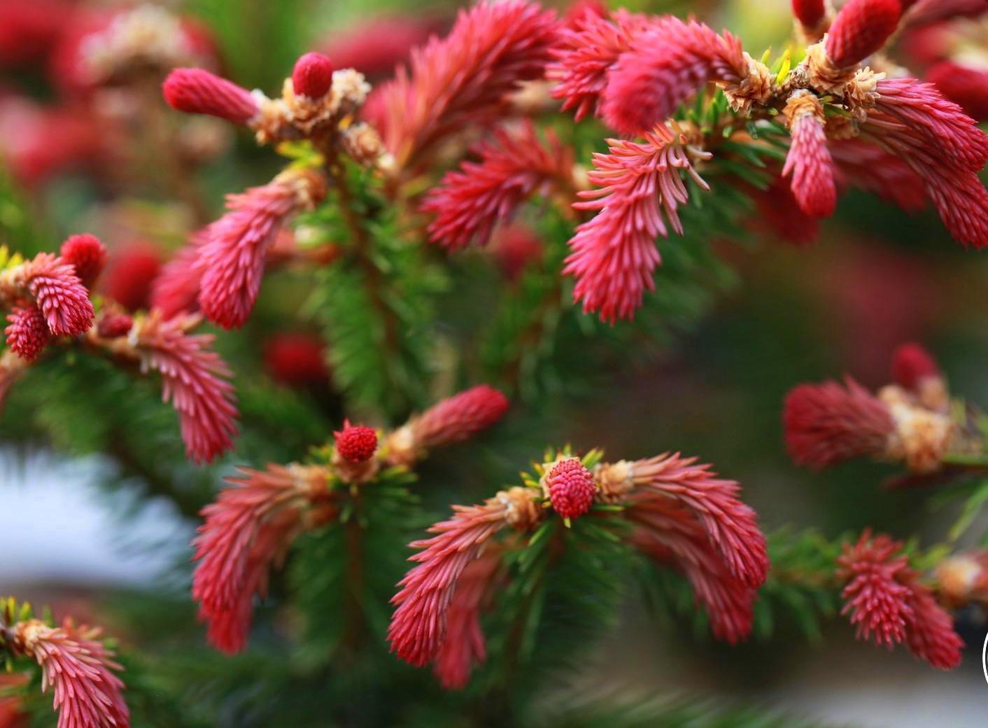 Foto de variedad de abeto Rydal.