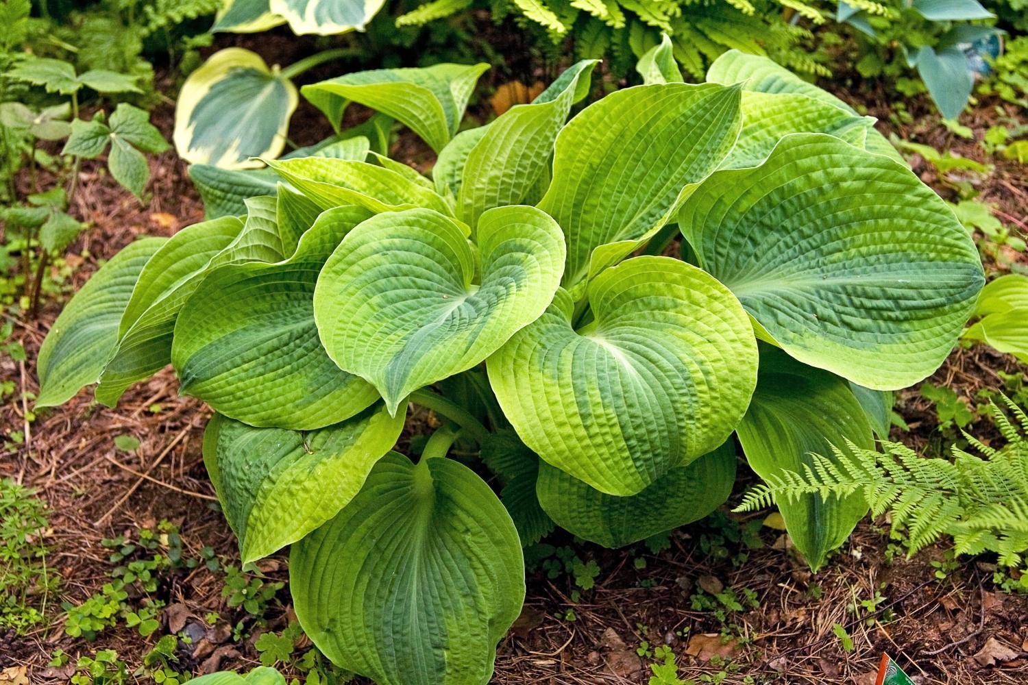 ¿Qué flores perennes se pueden plantar en una tumba? Las 35 mejores para un cementerio.