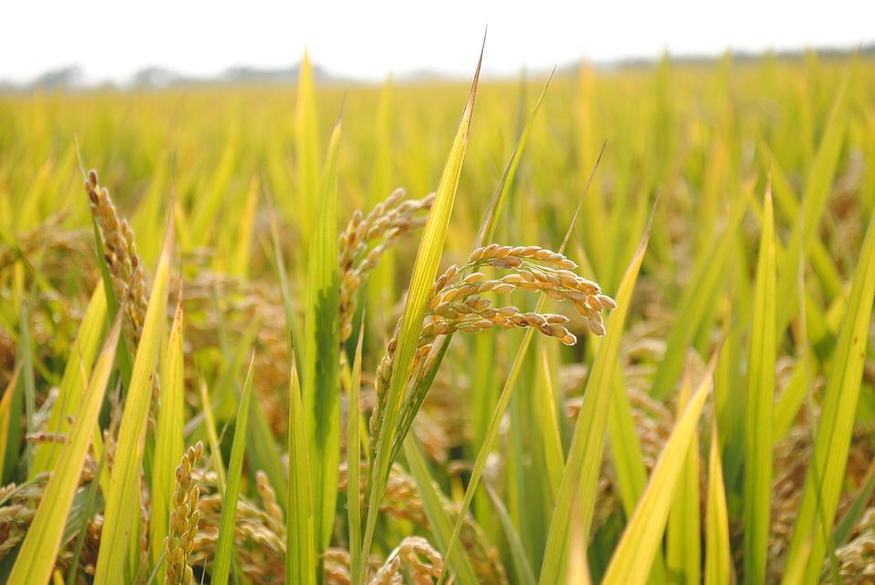 pátria e família da foto do arroz