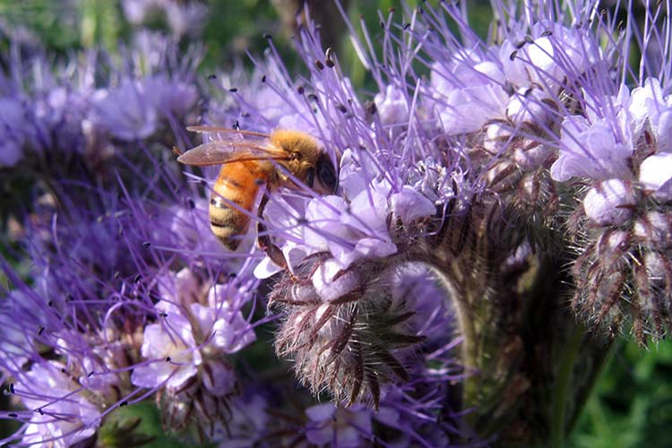 phacelia như một cây mật ong