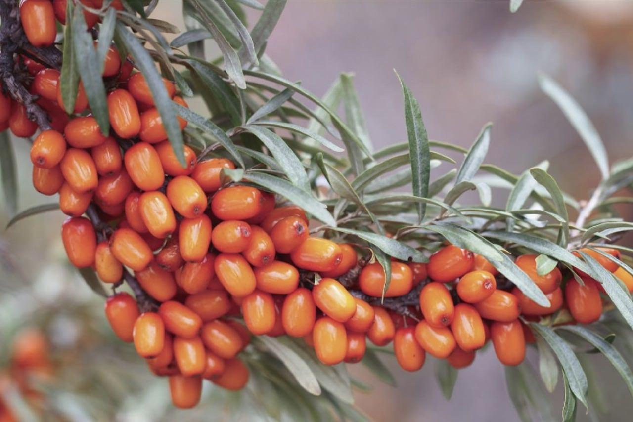 Foto Sea buckthorn Jam