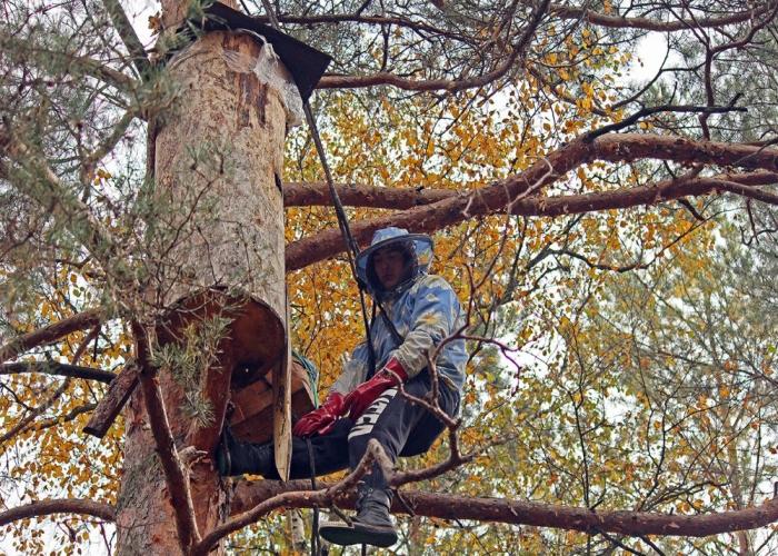 qu'est-ce que l'apiculture