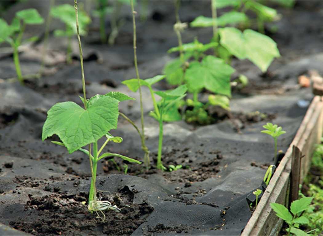 When to plant cucumber seedlings in 2023 photo