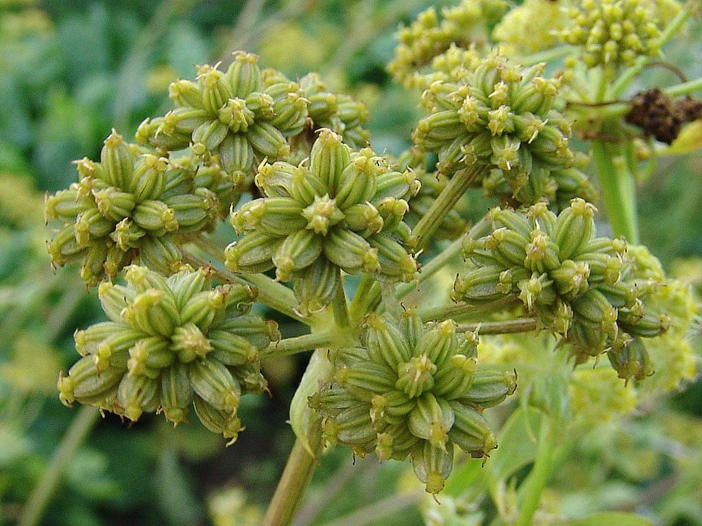 Useful properties and contraindications of lovage photo