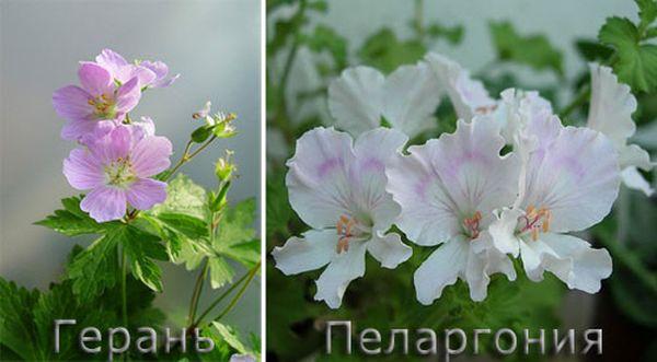 pelargónie a pelargonium jaký je rozdíl foto