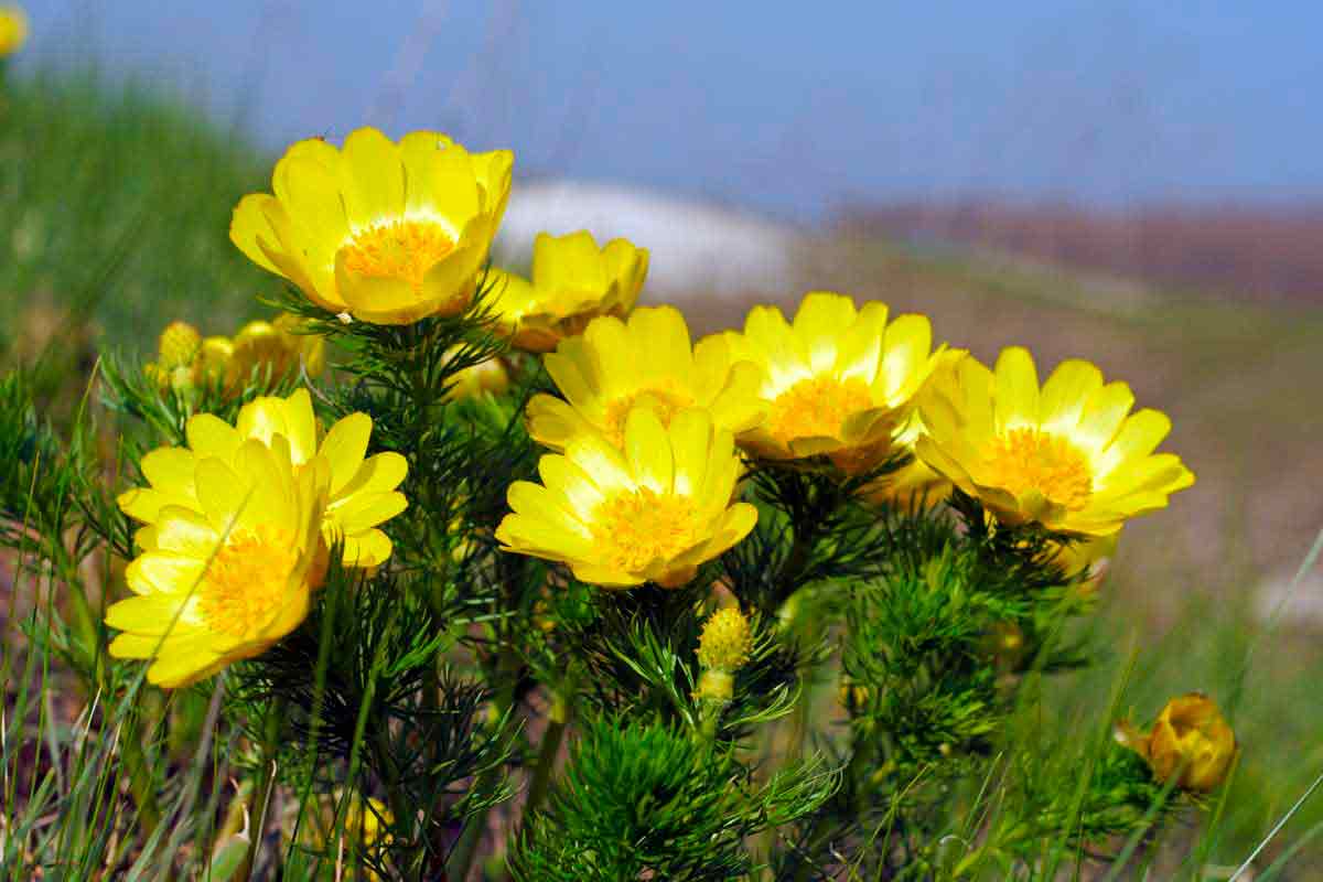 Beschreibung des Frühlings Adonis