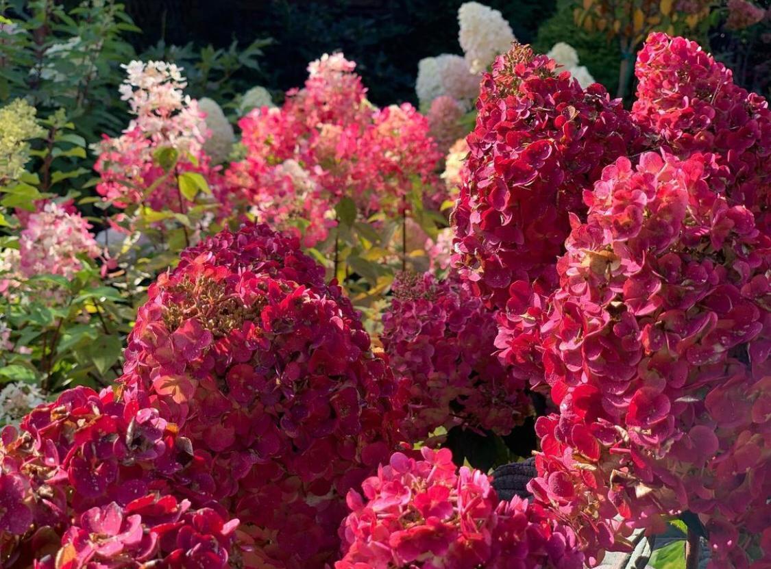 Hydrangea paniculata Vims Red fotografie