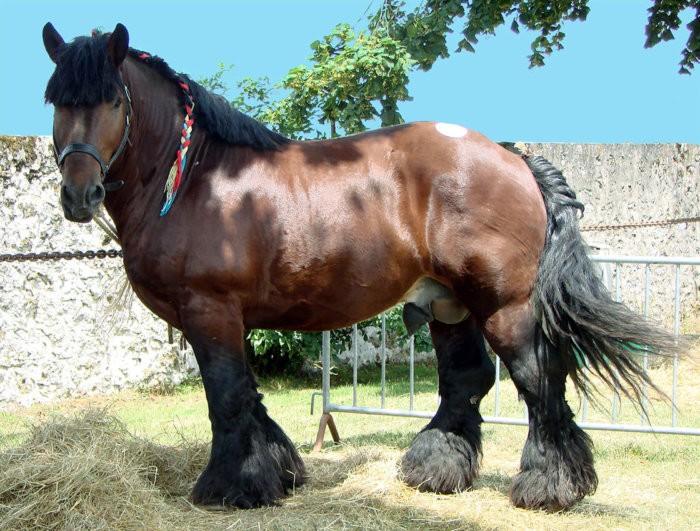 skotský Clydesdale