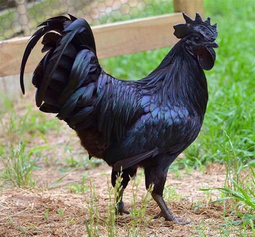 Black rooster (Indonesian) photo