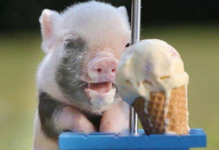 pig and ice cream