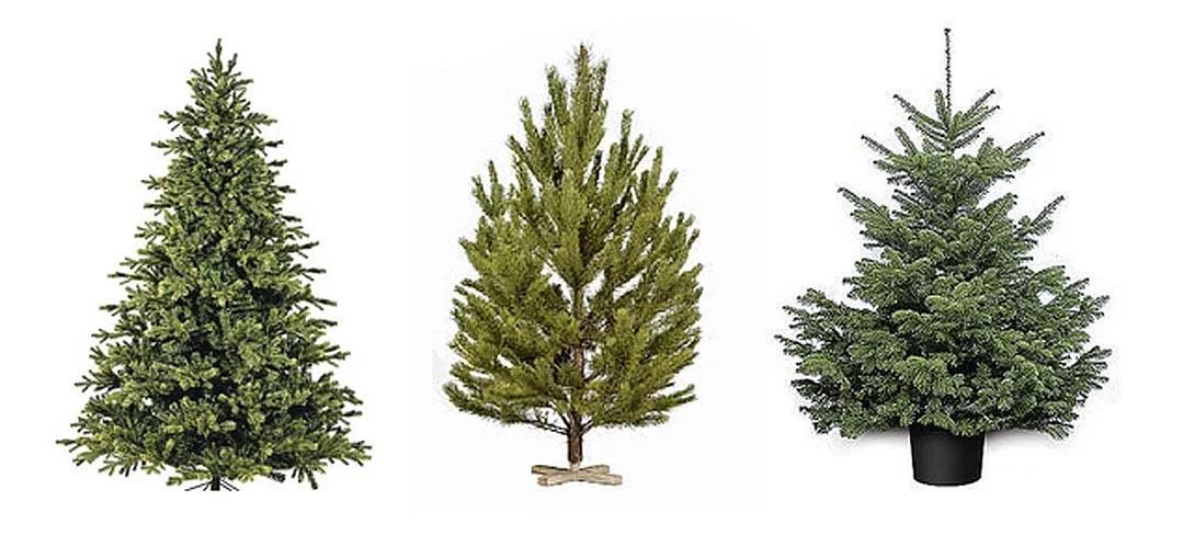 Jaké jsou rozdíly mezi fotografií smrku a vánočního stromku