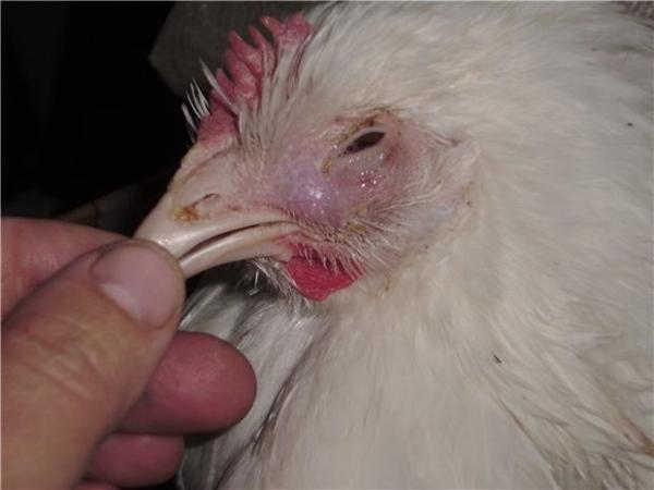 Bronchopneumonia in broilers