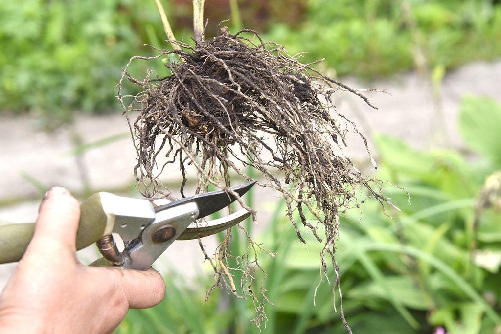 fotografija transplantacije floksa