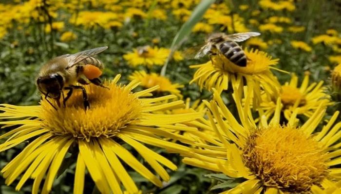 l'apiculture dans la région de Léningrad