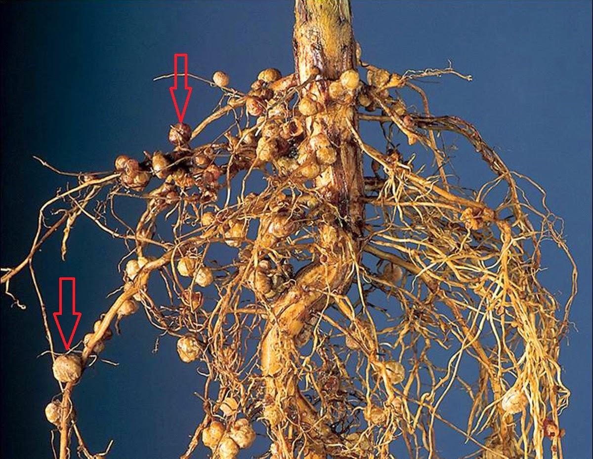 Photo de bactéries fixatrices d'azote