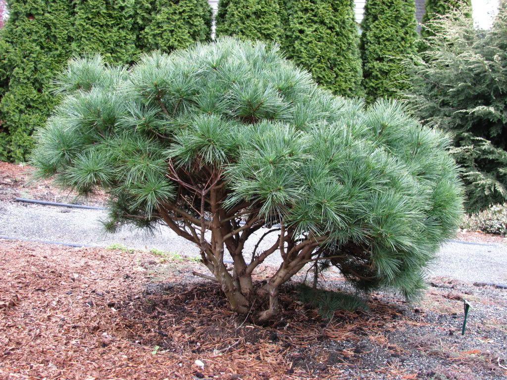 Weymouth Pine