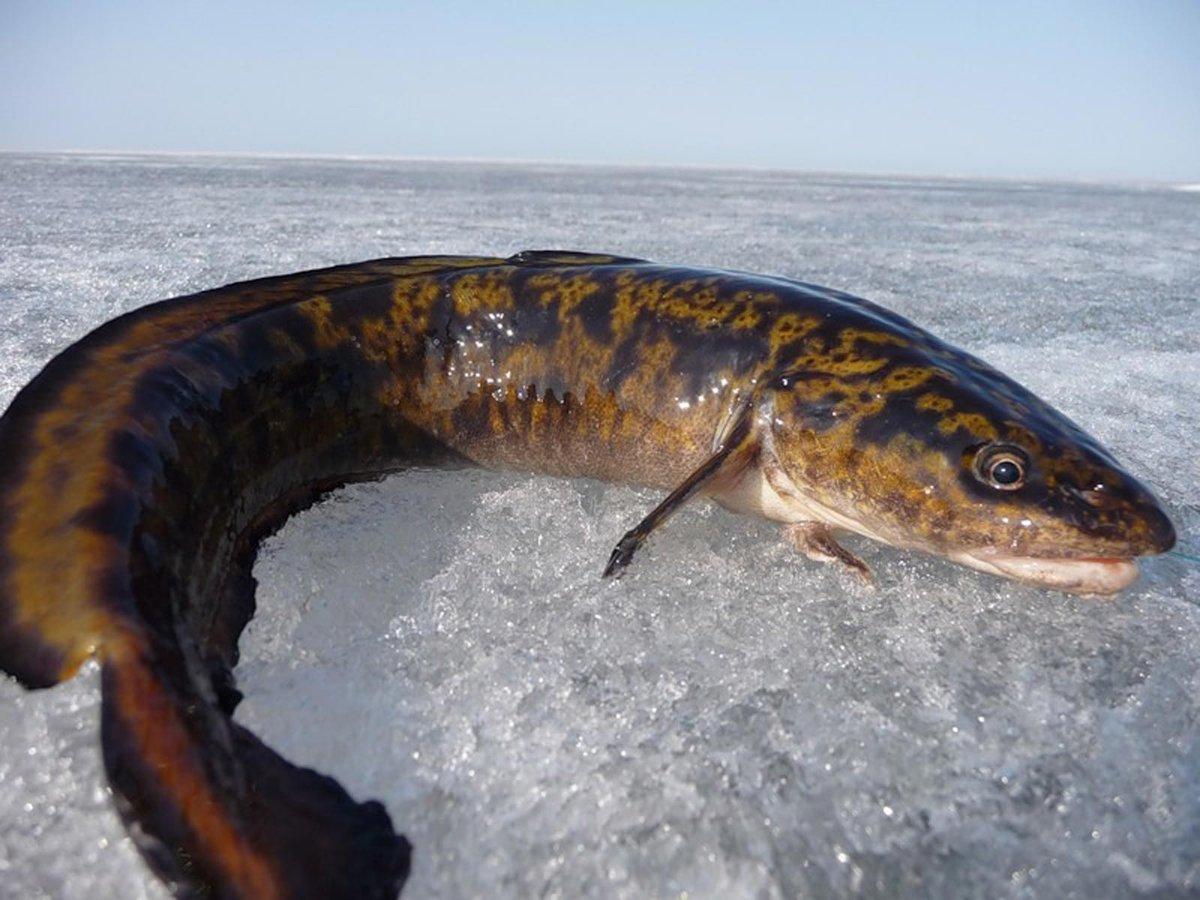 fotografie burbot ryby