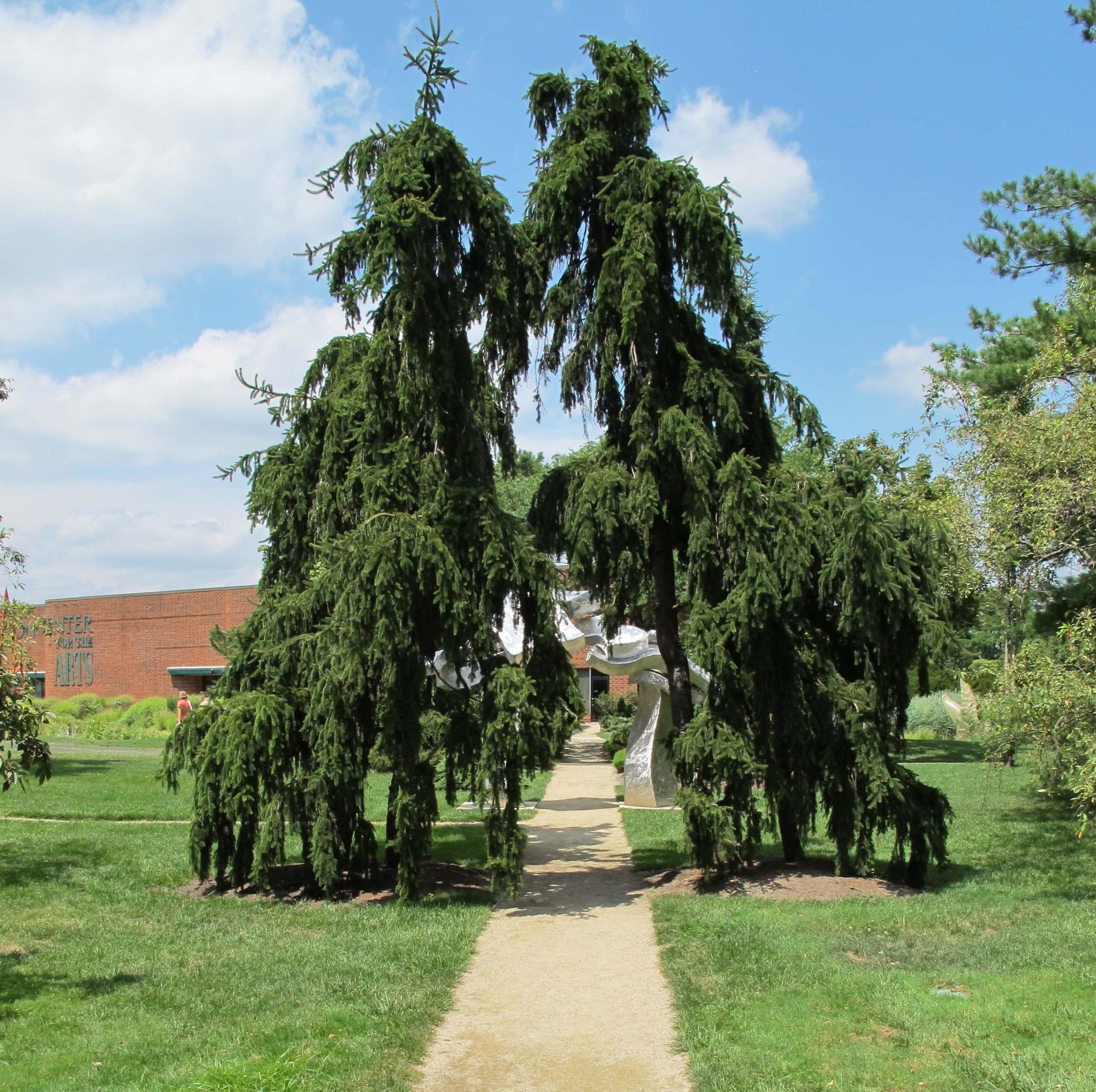 Foto Pendula de la varietat d'avet de Sèrbia