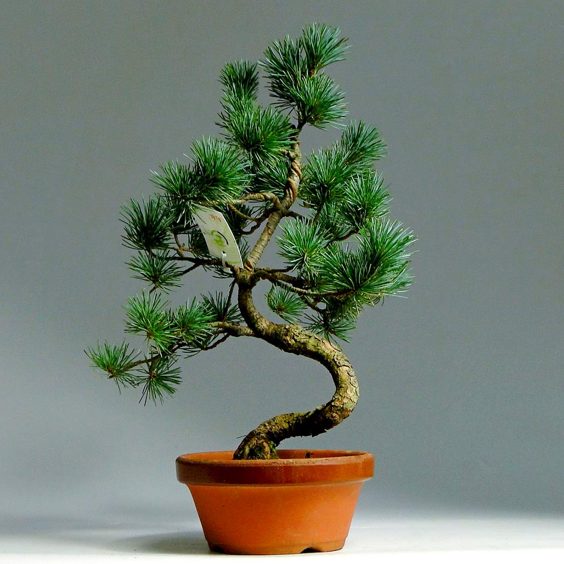 grenen bonsai foto