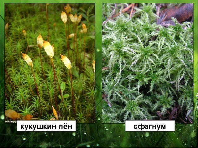 Jaké jsou rozdíly a podobnosti mezi fotografií rašeliníku a lnu kukačky
