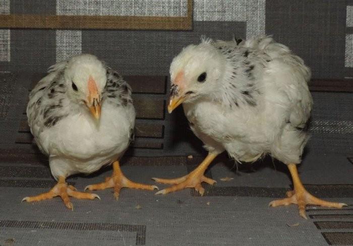 gallines petites