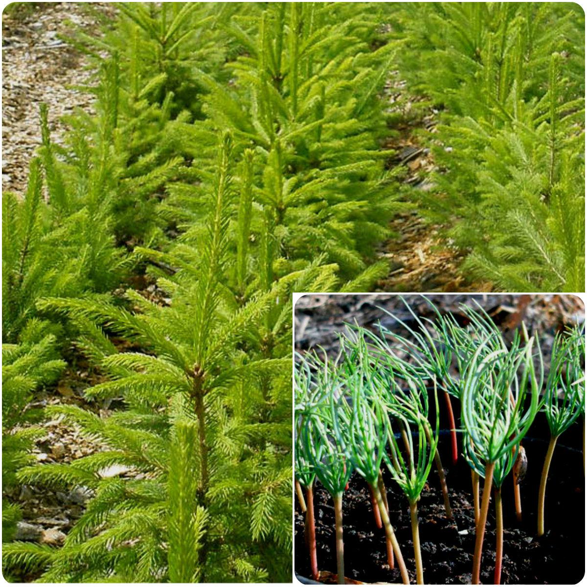 Growing spruce from seed photo