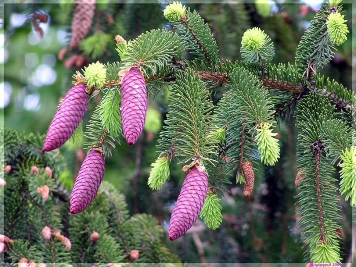 foto de abeto vermelho com cones roxos