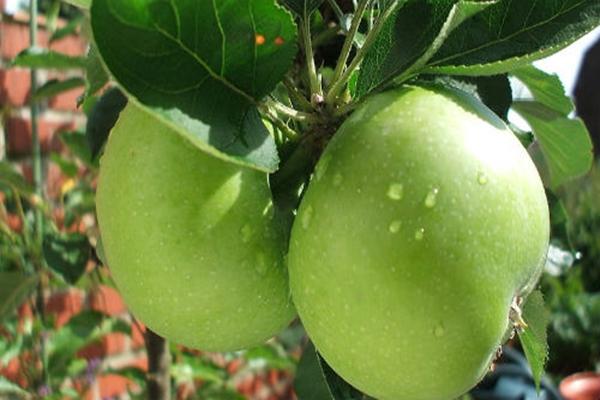 Äpfel am Baum