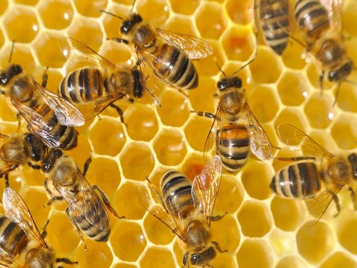 comment les abeilles fabriquent du miel