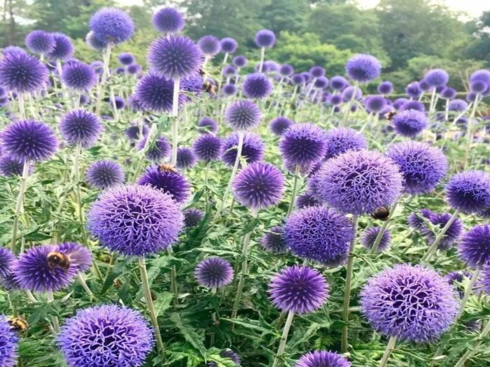 Echinops s kulovou hlavou