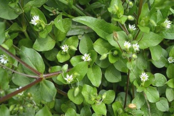 chickweed herb medicinal properties