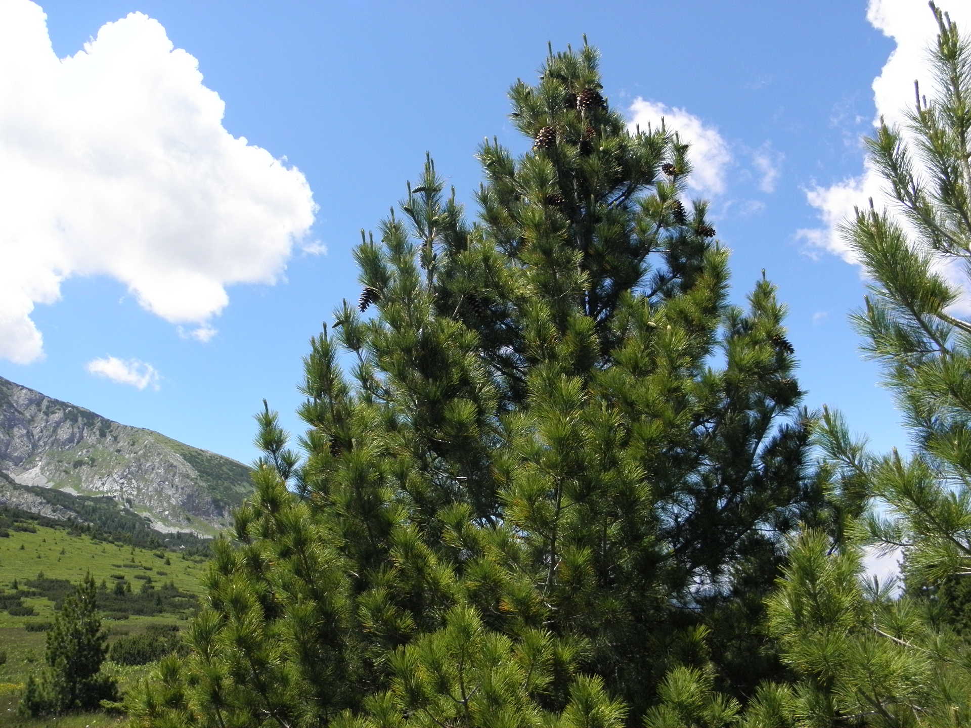 Фотографија румелијског бора