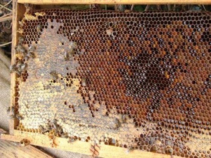 transferring bees to a new hive in the fall