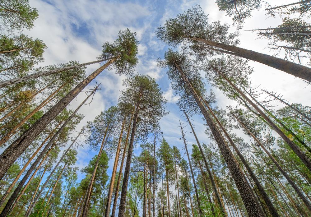 Foto lodi borovice