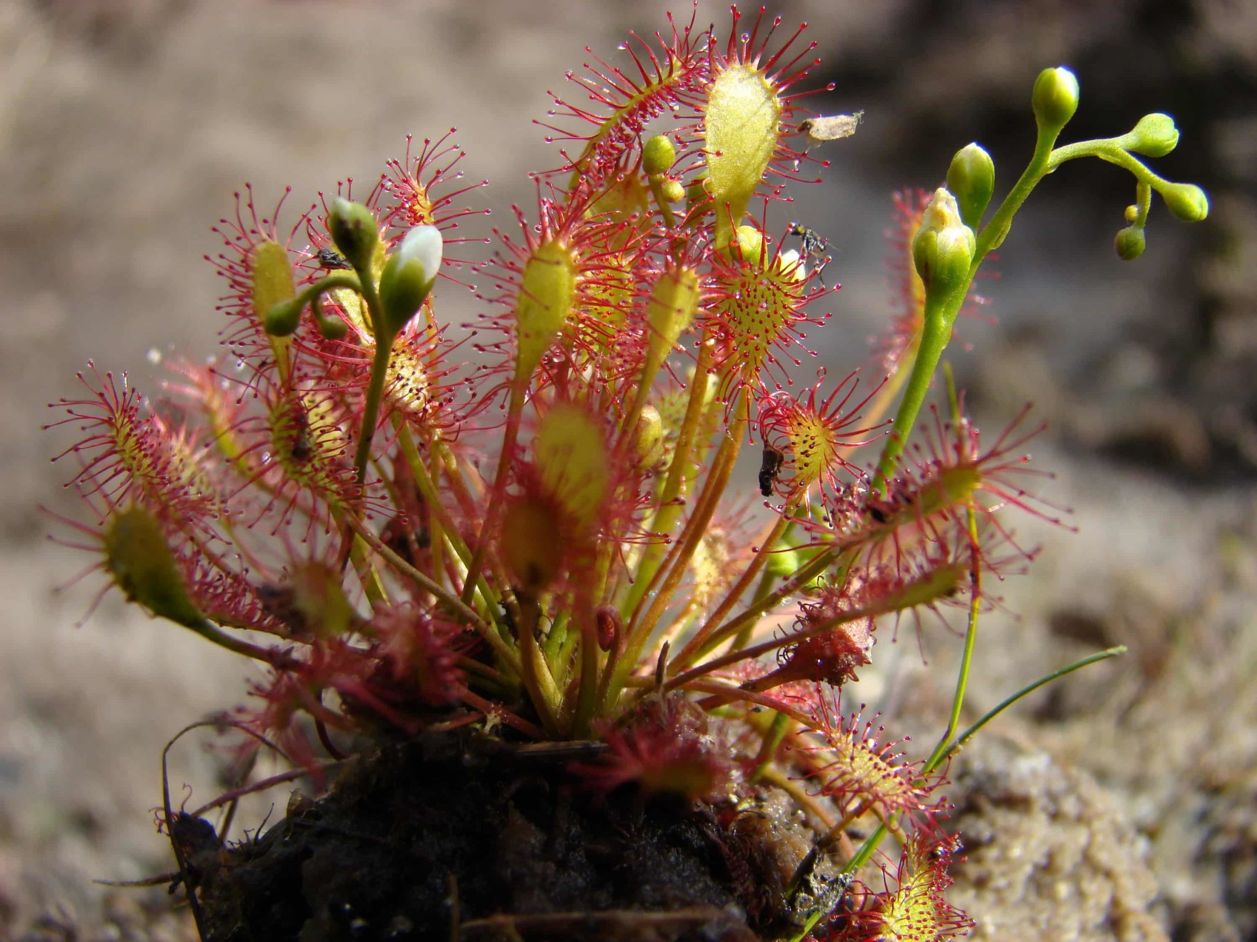 sundew photo'un açıklaması