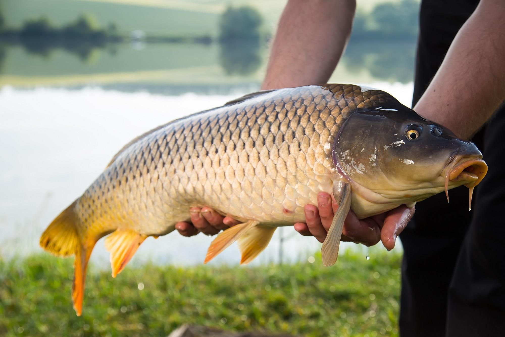 List and description of 39 predatory and herbivorous river fish, their features