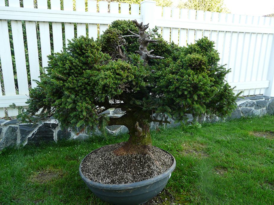 DIY bonsai outdoors