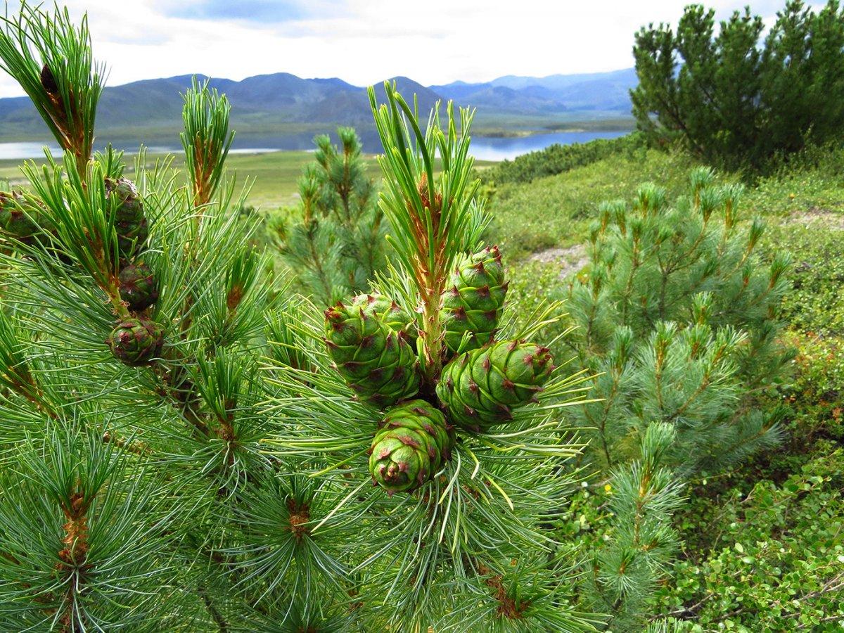 cedar patuljasta fotografija