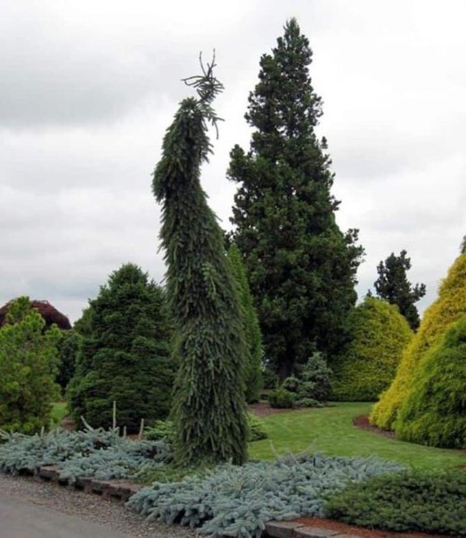 Foto der serbischen Fichte Pendula