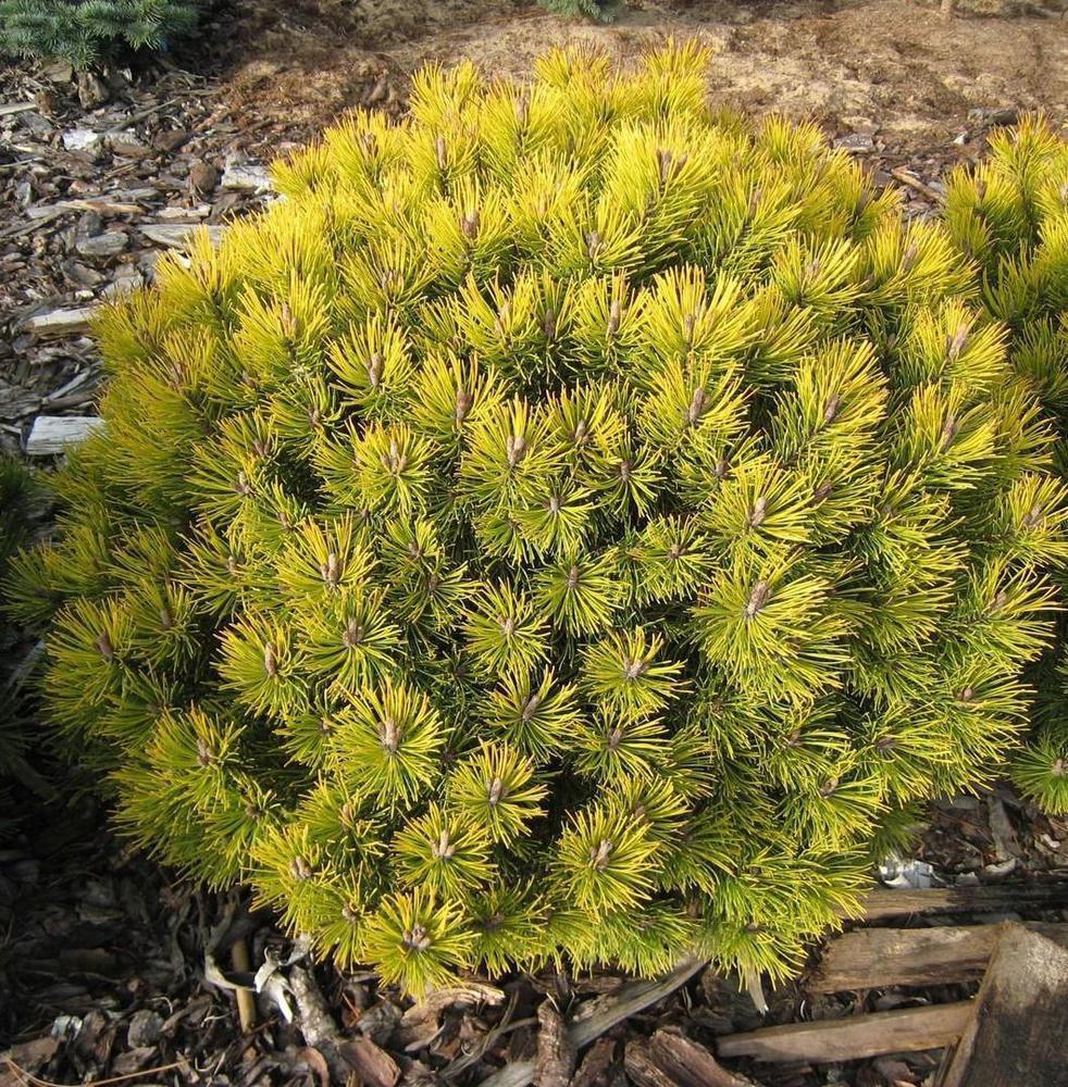 Fotografija planinskog bora iz Ofira