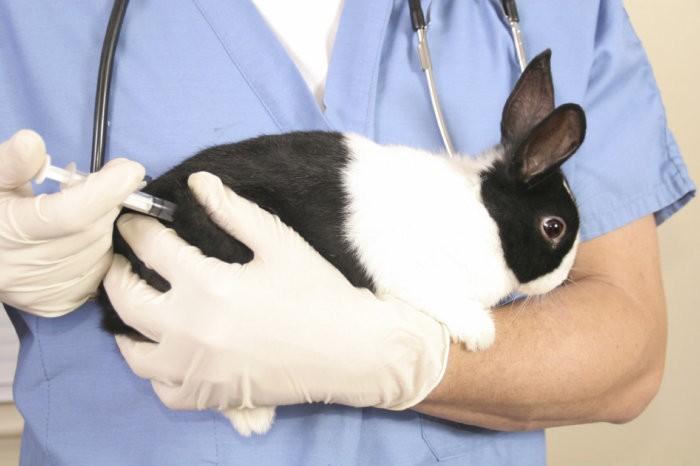 související vakcína pro králíky