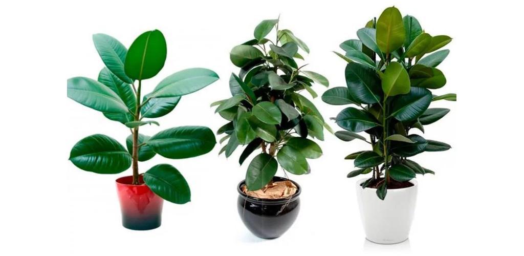 Ficus pflanzen und pflegen