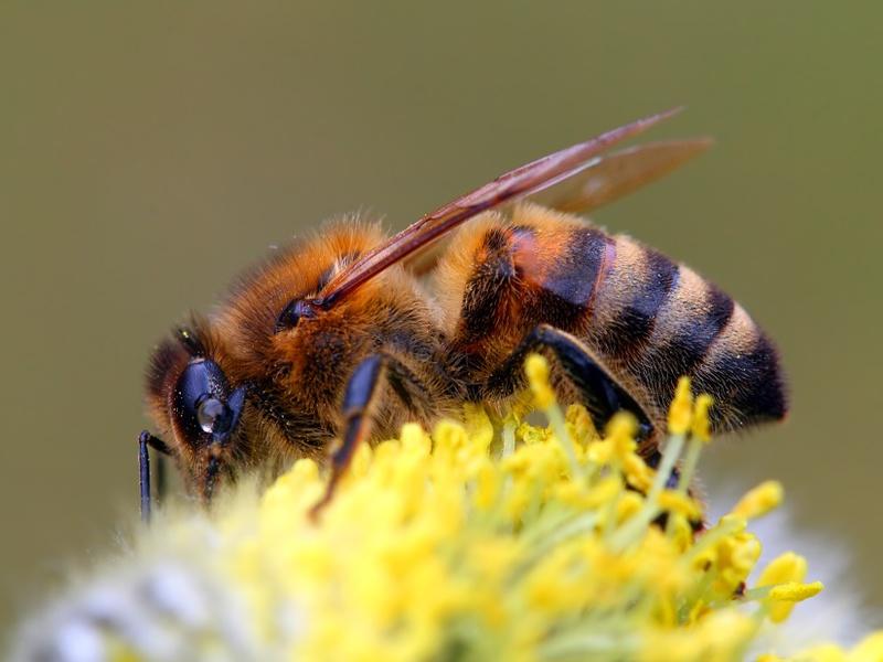 Fotografie včely Kuban